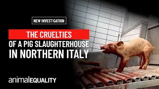 Animal Equality investigates pig slaughterhouse in Northern Italy