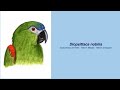 Video Encyclopedia of Parrot Species - #194 Diopsittaca nobilis