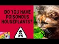 🙀❌🪴Top 10 TOXIC Plants to Cats! Poisonous Pet Houseplants to Avoid!🌺#catvideo