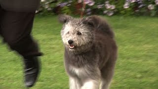 At first sight - Hungarian Pumi