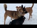 pit bull mix goes after belgian malinois