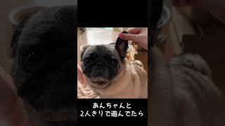 割り込むパグ犬