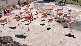 東武動物公園のフラミンゴさんたちです✨