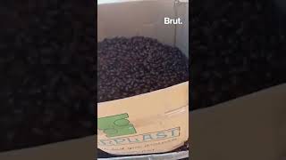 Town In Argentina Invaded By Beetles