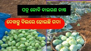 ବାଇଗଣ ଚାଷ ଆଉ ପତ୍ର କୋବି ଚାଷ ବହୁତ ଭଲ ହୁଏ odia viral video