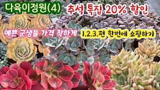 다육이정원(4) 가격착한 국민 다육이부터 할인까지 득템 쇼핑해보기 1.2.3편 몰아보기 마데스티 #슈미미터 라즈아가