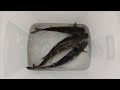 （第28集）taiwan 釣魚樂 烏石港釣況 花身 烏魚 豆仔 臺灣釣魚