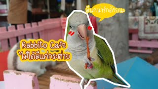 Rabbito Cafe ไม่ได้มีแค่กระต่ายน่ารัก