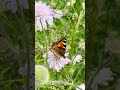 blumenwiese mähen wann wie wieso