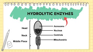 Hydrolytic Enzymes of Acrosome | Human Sperm | Human Reproduction