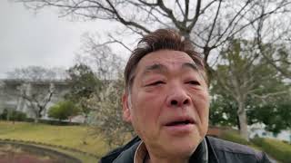 やなせ苑桜づつみ（梁瀬苑公園）の状況　2024年3月11日　播磨の花の名所　桜　梅　播磨の散策道　庭園　小野市の見どころ