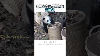 낙엽 다시 줍는 송바오🐼