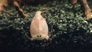 Triops | Week 3 Update !  Longicaudatus Albino