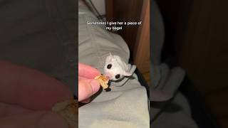 #sugarglider #cutepet #animals #shorts