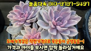 👍묵은둥이 군생들을 도매가격처럼 착하게 드리는 곳이예요 가격보시면 깜짝 놀라실거예요~^^ #succulentplant #多肉植物