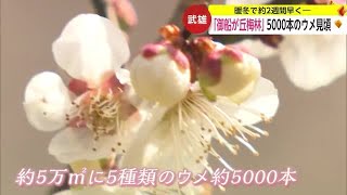 一足早い春「御船が丘梅林」でウメ見頃 期間中は茶屋もオープン【佐賀県武雄市】 (24/02/16 18:40)