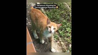 Download Lagu Story Cat Part 2 Taranum Kucing... MP3 Gratis