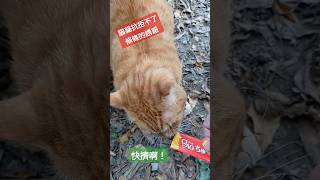 貓貓抗拒不了條條的誘惑，快點擠啦！ #我的治愈系猫咪 #鏟屎官 #pets #cute #funny #貓貓跪鍵盤