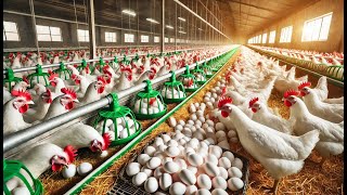 How to Raise Egg Laying Hens - Poultry Egg Business - Harvest Egg | Eco Farm Life