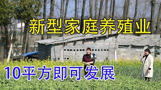 10平方就能养，45天出栏，卖1次收入高达5万，赚钱快，利润高