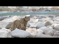 Searching for Snow Leopards: An India Adventure • Daily Dose of Nature