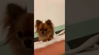 【チワワ犬】僕ソファにおもらししちゃったけどイタズラはしないよ