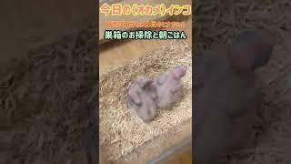 今日の（オカメ）インコ　日齢9日目と8日目のヒナちゃん　巣箱のお掃除と朝ごはん