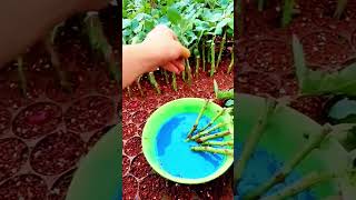 farmer plants grape seedlings with blue liquid fertilizer #shorts