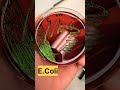 E.coli Bacteria | Microbiology #micro #bacteria #microscopy