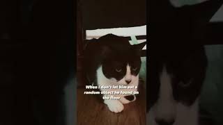 Tuxskateers Short 72 #tuxskateers #shorts #pets #cats #kitten #tiktok #instagram #youtube