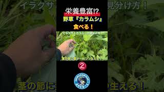 栄養満点の野草『カラムシ』を食べる②#野草 #野草料理 #野食 #生き物 #生き物系youtuber #カラムシ　#料理 #しまなみ団 #サバイバル #自給自足