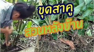 ต้นสาคูสดๆ(สาคูจีน,สาคูพุทธรักษา,สาคูเผือก)ขุดสาคู ของดีในสวนปลอดสาร