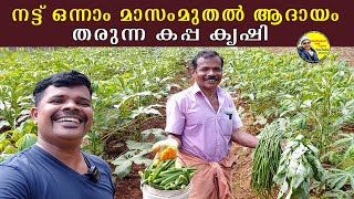 നട്ട് ഒന്നാം മാസംമുതൽ ആദായം തരുന്ന കപ്പ കൃഷി | kappa krishi in malayalam | Tapioca | farming