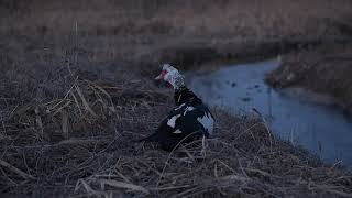 특이한 오리과의 조류 the unusual bird of ducks seen for several days