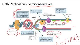 6.1 \u0026 6.2 DNA structure and replication