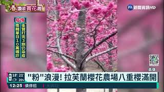 桃源拉芙蘭賞櫻秘境 五百株八重櫻滿開｜華視新聞 20220218