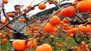 Amlok | Persimmon Gardens | Diospyros kaki Production | Japani Phal | Short Documentary | Swat