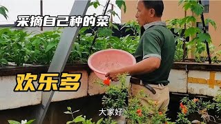 退休老人的屋顶菜园：每天采摘新鲜蔬菜，雨水多蕹菜长得真好