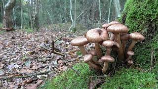 🍀 Hollandsche Rading, wandeling door het Maartensdijkse bos 12 10 2017