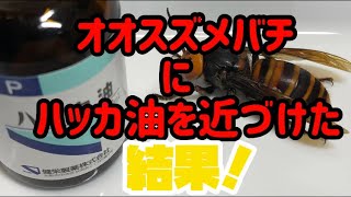 オオスズメバチにハッカ油を近づけた結果‼︎（忌避剤になるのか？）