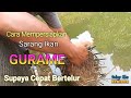 Cara Mempersiapkan Sarang Ikan Gurame Supaya Cepat Bertelur