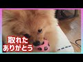 ポメラニアン ももちぃ かわいいおしり dog pomeranian animal