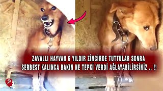 Bu ZAVALLI Köpek 6 Yıldır Bağlı. Serbest Bırakıldığı Zaman Ne Olduğuna Bakın. Ağlatacak .. !!