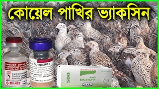 কোয়েল পাখির ভ্যাকসিন কি দিতে হয় | Quail Vaccine | Quail Farming | Koyel pakhi palon | Koel Pakhi