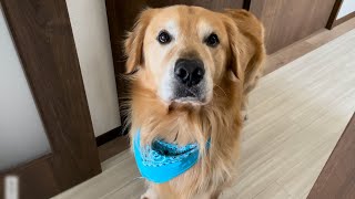 半分くらい人間の言葉を理解している犬がこちらです。ゴールデンレトリバーベンツ。