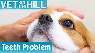 🐶 Dog Needs Tooth Operation | FULL EPISODE | S01E07 | Vet On The Hill