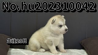 シベリアンハスキーの子犬販売  No.hu202310042  静岡県浜松市のブリーダー 2023年10月4日生  11月1日現在