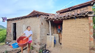 colhendo açerola + o nosso café da tarde no sitio no interior da paraiba 🇧🇷