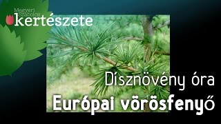 Dísznövény óra: Larix decidua - Európai vörösfenyő - Növényismeret