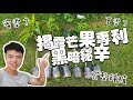 你不知道的芒果版權秘密🥭 | 芒果品種如何選擇 帶你了解芒果種植 | 你看過有名牌的芒果嗎？| 紅龍兄有賣酪梨 mango